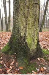 Photo Textures of Tree Bark